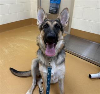 MERIDA, German Shepherd Dog, young, available for adoption