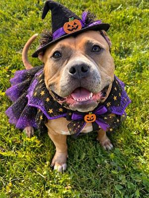 BETHANY, American Bulldog Mix, adult, available for adoption