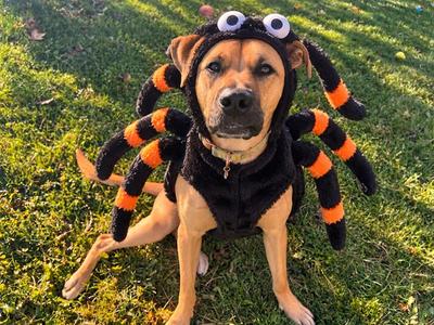 SARAH, Black Mouth Cur and American Bulldog, young, available for adoption