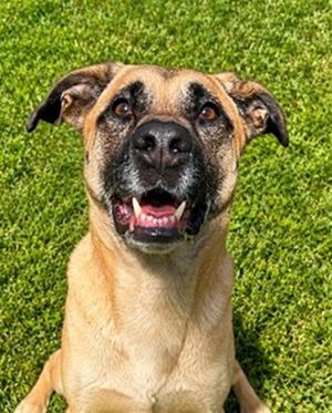 ZURI, German Shepherd Dog and American Bulldog, adult, available for adoption
