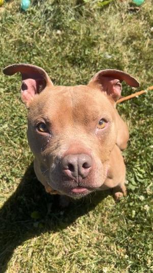 POPPY, American Bulldog, young, available for adoption
