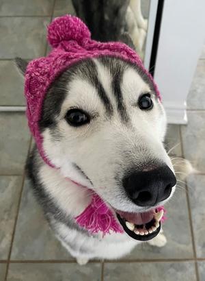 JORDAN, Siberian Husky, adult, available for adoption