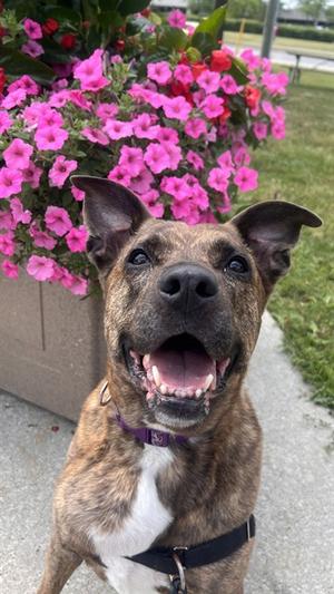 RIVER, Boxer and Labrador Retriever, senior, available for adoption