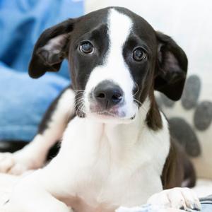 Archer, Mixed Breed (Small), available for adoption