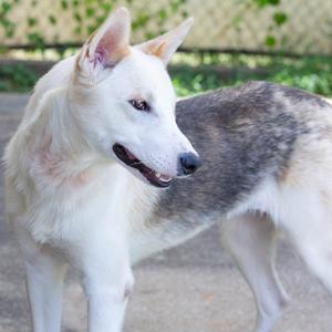 A white and gray dog standing outdoors, looking to the side.