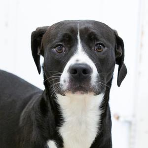 A black and white dog with a white chest and muzzle, looking directly at the camera.