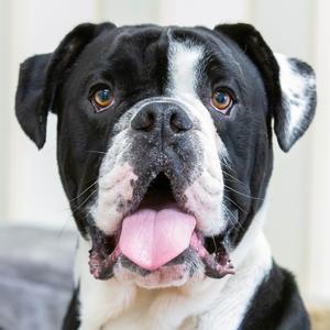 Rupert, Mixed Breed (Medium), adult, available for adoption