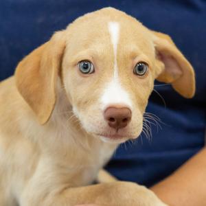 Nightshade, Mixed Breed (Medium), available for adoption