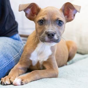Lock, Mixed Breed (Small), available for adoption