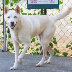 A white dog with blue eyes standing on a concrete surface, with a chain-link fence and greenery in the background.