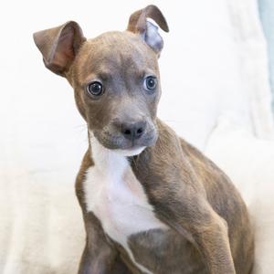 A small brown and white puppy with large, expressive eyes sitting on a soft surface.