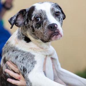 Mothman, Mixed Breed (Medium), adult, available for adoption