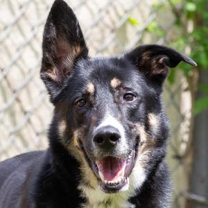 Pesto, Mixed Breed (Medium), adult, available for adoption