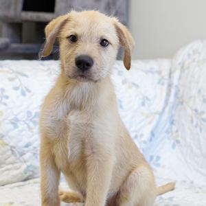 A light-colored puppy sitting on a patterned blanket.