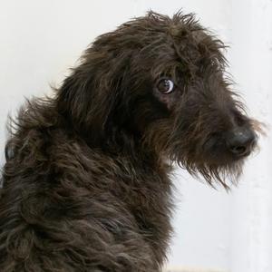 Zero, Mixed Breed (Medium), young, available for adoption