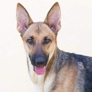 A close-up portrait of a tan and black German Shepherd dog looking directly at the camera with its tongue slightly visible.