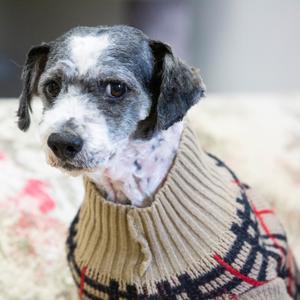 Dragon, Mixed Breed (Small), adult, available for adoption