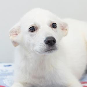 A close-up of a young white dog with dark eyes and a black nose, looking slightly to the side.