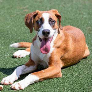 Winston, Mixed Breed (Medium), young, available for adoption
