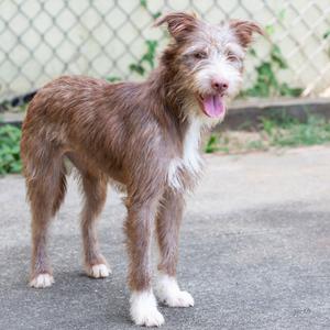 A brown and white dog with long fur standing on a concrete surface, its tongue out and looking towards the camera.