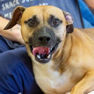 Luca, Mixed Breed (Medium), adult, available for adoption