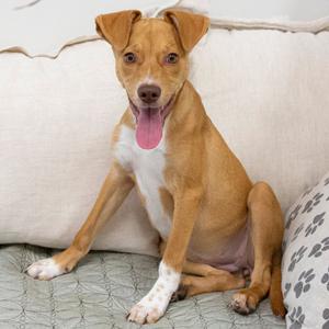 Pumpkin, Mixed Breed (Medium), young, available for adoption