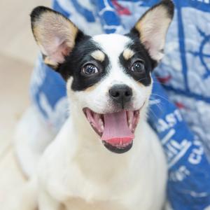 Wakko, Mixed Breed (Medium), available for adoption