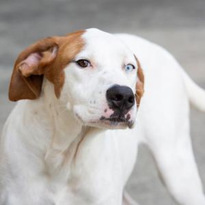 A white dog with brown patches on its ears and around its eyes, looking to the side.