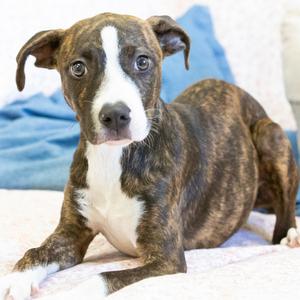 Marian, Mixed Breed (Medium), available for adoption