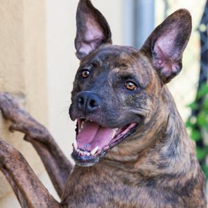 Ryder, Mixed Breed (Small), adult, available for adoption