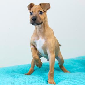 A light brown puppy with a white chest is standing with one paw raised.