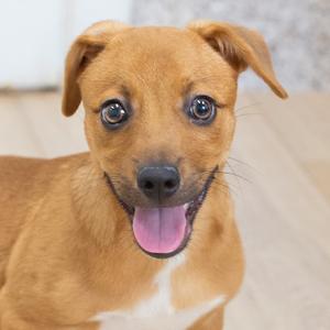 A close-up of a young brown dog with its tongue hanging out and eyes wide open.