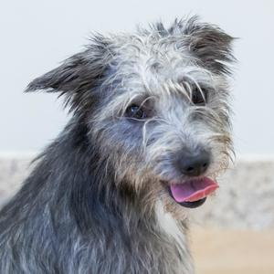 A close-up of a scruffy dog with a gray and black coat, its tongue out, looking directly at the camera.