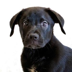 Max, Mixed Breed (Medium), available for adoption