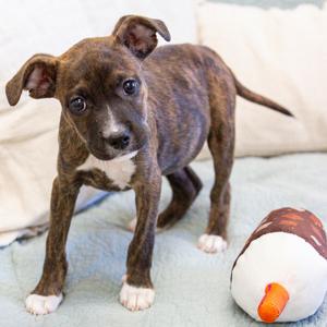 Shock, Mixed Breed (Small), available for adoption