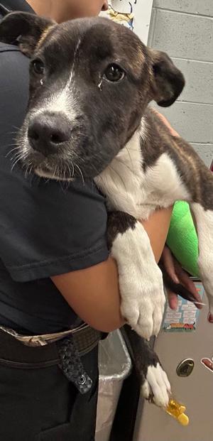 Daisy, Pit Bull Terrier Mix, puppy, available for adoption