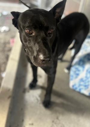 Ace, American Pit Bull Terrier Mix, adult, available for adoption
