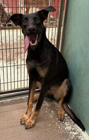Polo, Doberman Pinscher Mix, young, available for adoption