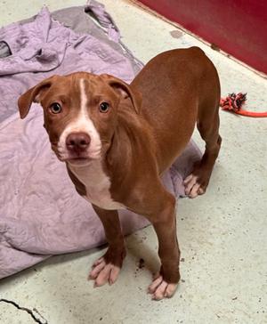 Payday, American Pit Bull Terrier Mix, puppy, available for adoption