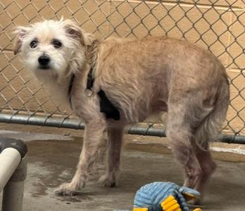 A small, scruffy dog with a light brown and white coat stands on a concrete surface. The dog is wearing a black harness and has a slightly sad expression. In the background, there is a chain-link fence, and in the foreground, there is a blue and yellow toy.