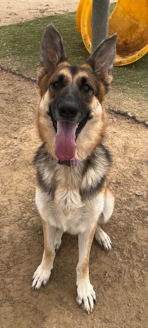 A German Shepherd dog sitting on the ground with its tongue out, wearing a purple collar. The background includes a yellow object and a grassy area.