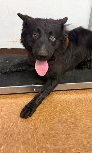 Neptune, Australian Shepherd Mix, adult, available for adoption