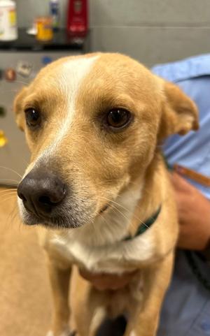 Connor, Terrier Mix, young, available for adoption