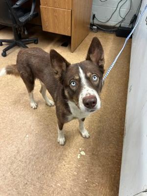 Bud, Siberian Husky Mix, young, available for adoption