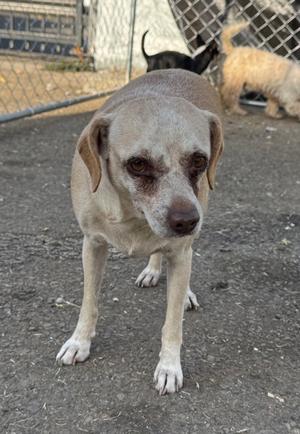 A light-colored dog with floppy ears and a brown nose stands on a concrete surface, looking directly at the camera. In the background, there is a chain-link fence and another dog partially visible.