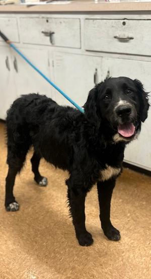 BeetleJuice, Curly-Coated Retriever Mix, adult, available for adoption