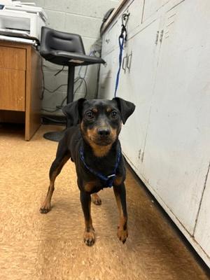 Gunther, Miniature Pinscher Mix, adult, available for adoption