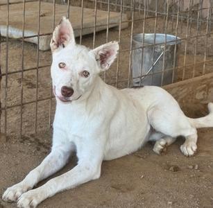 A white dog with pink eyes lying on the ground in front of a wire fence.