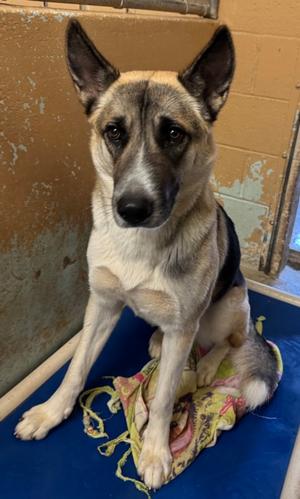 Kennie, German Shepherd Dog Mix, young, available for adoption