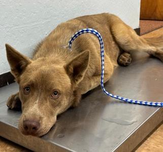 Mr. Darcy, Alaskan Husky Mix, adult, available for adoption
